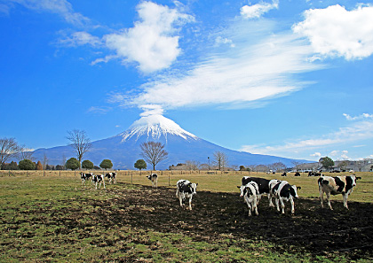 富士と放牧